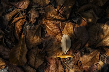 sonbahar arka plan kuru yaprakları