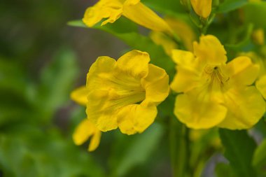 Yakın sarı yaşlı, Trompetçi çiçek.