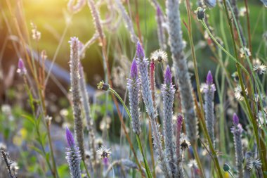 Güneş ışığı ile Celosia argentea çiçek.