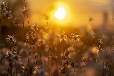 Palto düğmeleri veya Meksika papatya çiçeği 