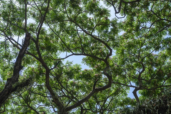 Sotto l'albero della pioggia o noce indiano orientale . — Foto Stock