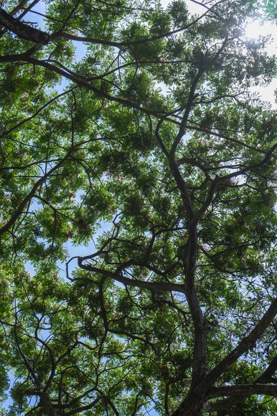 Unter Regenbaum oder ostindischer Walnuss. — Stockfoto