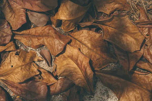 Сухие листья осенний фон — стоковое фото