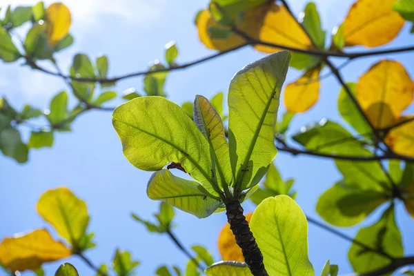 Almendro tropical —  Fotos de Stock