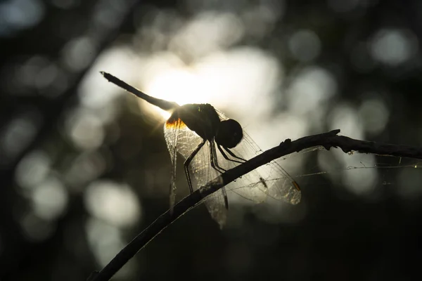 Silhouette libellule sur branche avec fond bokeh et flou . — Photo