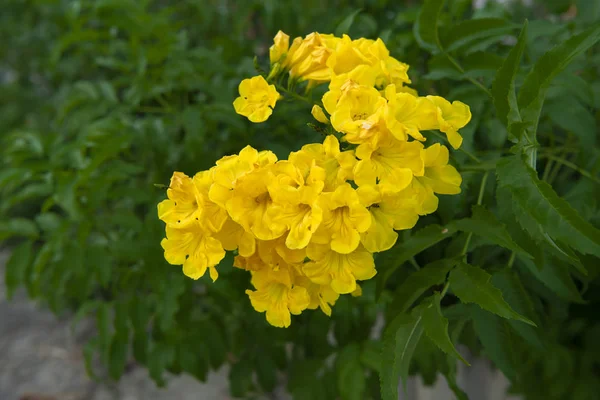 Close up Yellow elder, Trumpetbush flower. — Stock Photo, Image