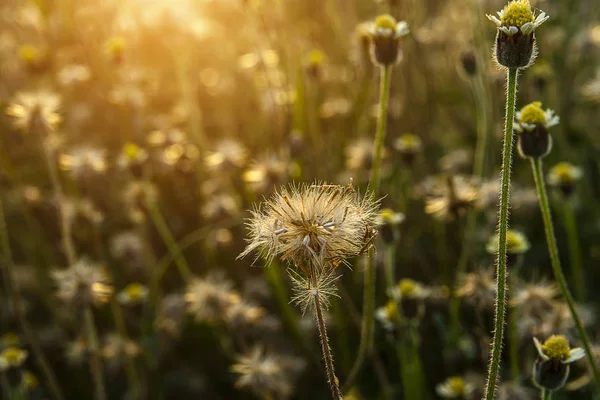 Coat buttons or Mexican daisy flower — Stock Photo, Image