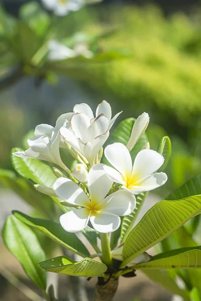 Zbliżenie kwiatów frangipani biały. — Zdjęcie stockowe