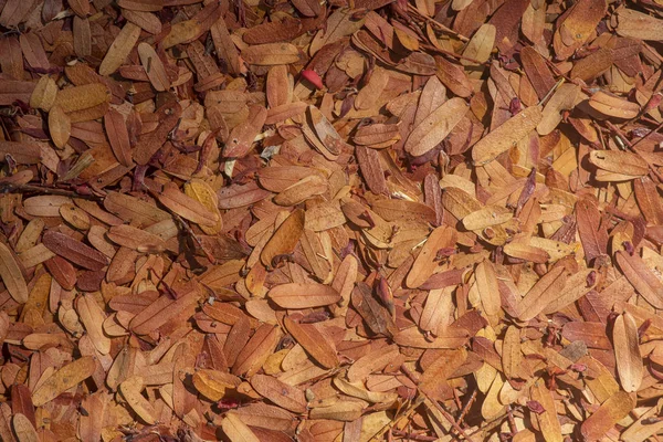 Dry leaves of tamarind tree on ground. — Stock Photo, Image