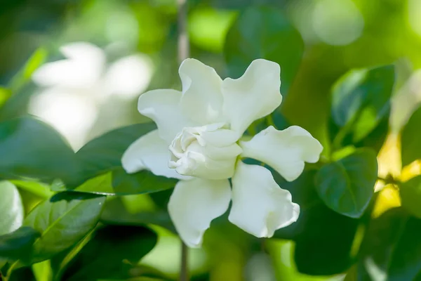 白いクチナシの花やケープ ジャスミン. — ストック写真