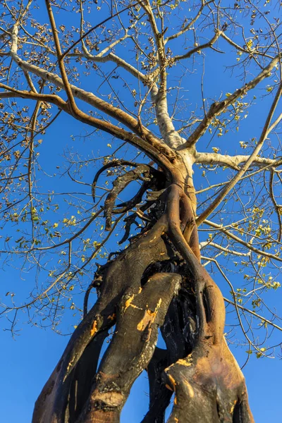 Silueta Árbol muerto con fondo de cielo . — Foto de Stock