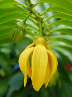 ağaç üzerinde ylang-ylang çiçek tırmanma kokulu çiçekler.