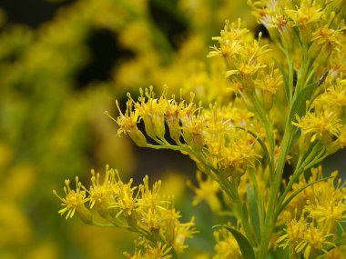 Solidago canadensis çiçek yakın çekim