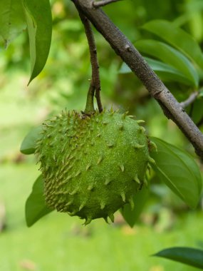 Yakın Soursop, Dikenli Muhallebi Elma.