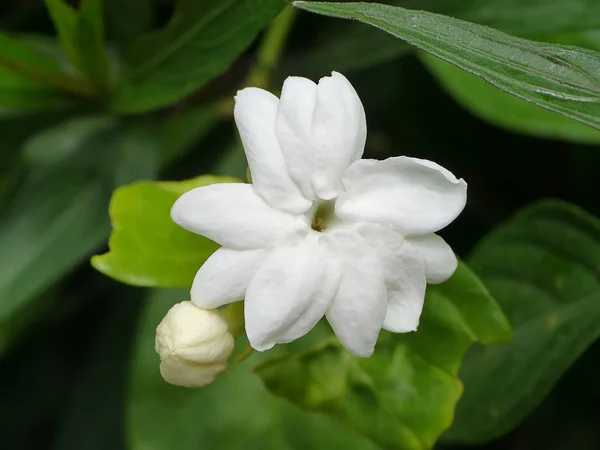 Close-up van witte jasmijn bloem in donkere achtergrond. — Stockfoto