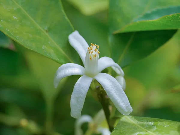 Orange flowers on a branch — Stock Photo, Image