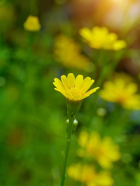 Close up Dahlberg daisy flower — Stock Photo, Image