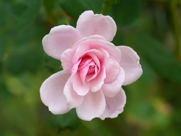 Закрыть розовый цветок розы Дамаска — стоковое фото