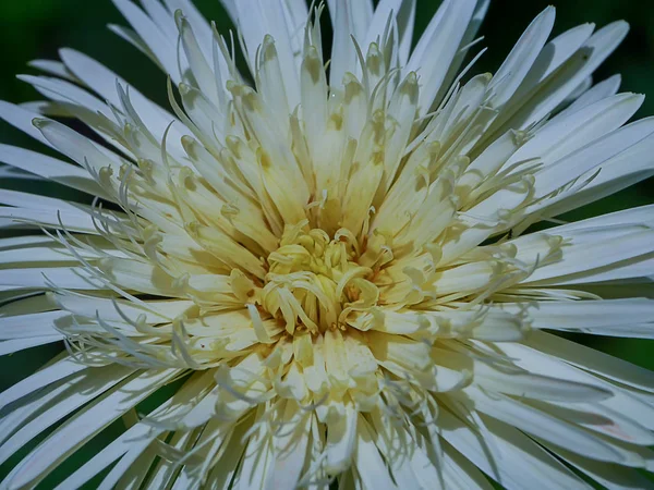 Close-up van bladeren van witte gerbera bloem — Stockfoto