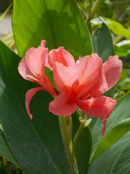 Rosa indische Schussblume. — Stockfoto