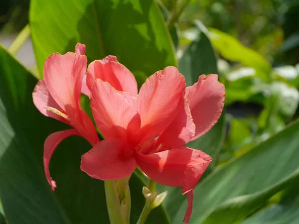 Fiore di sparo indiano rosa . — Foto Stock