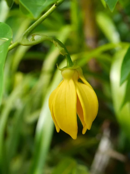 Flores perfumadas de escalada ylang-ylang flor na árvore . — Fotografia de Stock