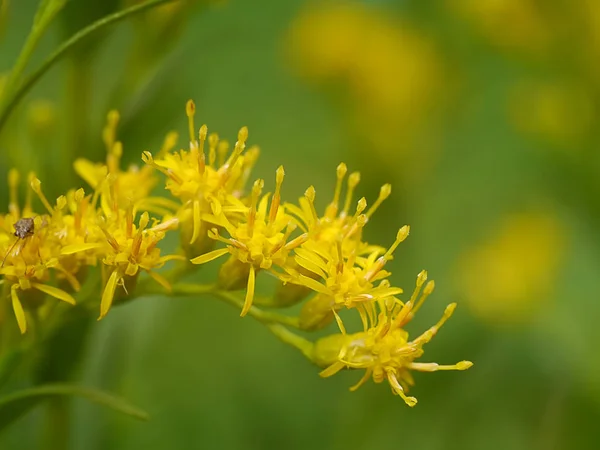 Закрыть цветок даго-канапе — стоковое фото