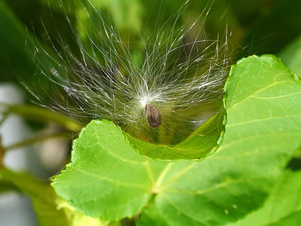 Close up de semente de flor da coroa em folhas verdes . — Fotografia de Stock