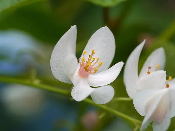 Enredadera mexicana blanca en el jardín —  Fotos de Stock