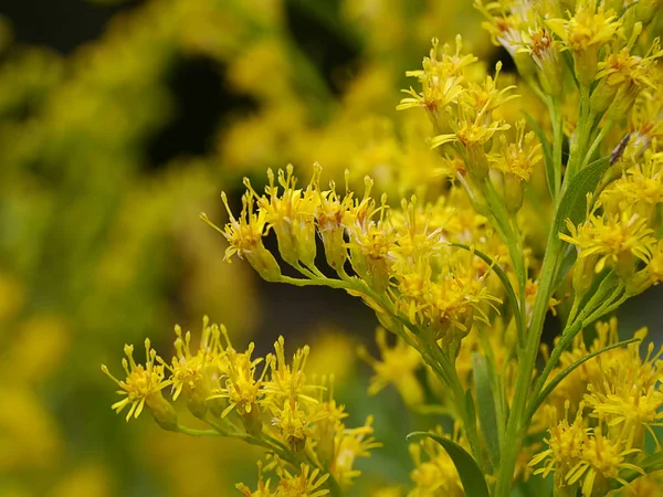 Gros plan sur la fleur Solidago canadensis — Photo