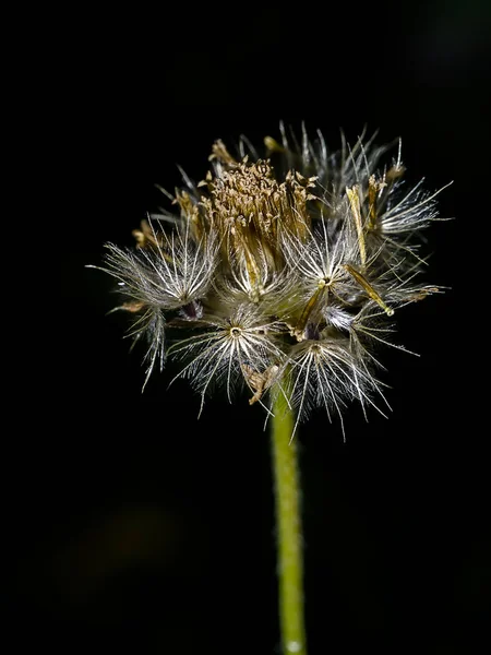 Jas knoppen of Mexicaanse Daisy Flower — Stockfoto