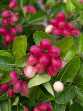 Ağaçta Bengal Kuş Üzümü Yüksek C Vitamini Meyve.