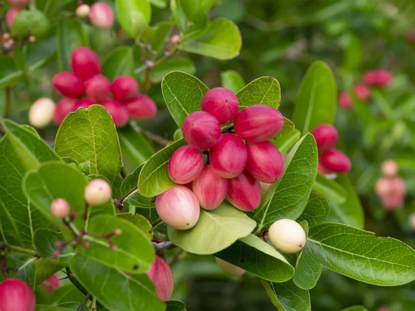 Fruta de las grosellas de Bengala en el árbol . —  Fotos de Stock