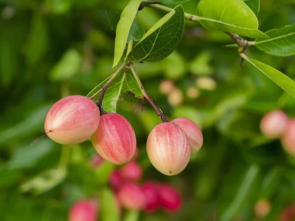 Alta vitamina C Frutto del Bengala Ribes sull'albero . — Foto Stock