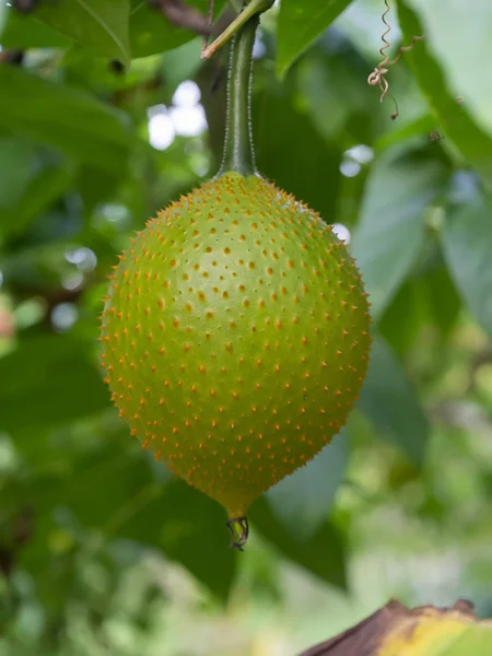 Frutta Gac con sfondo sfocato . — Foto Stock