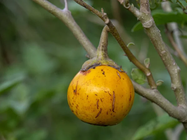 Närbild av thailändska aubergine. — Stockfoto