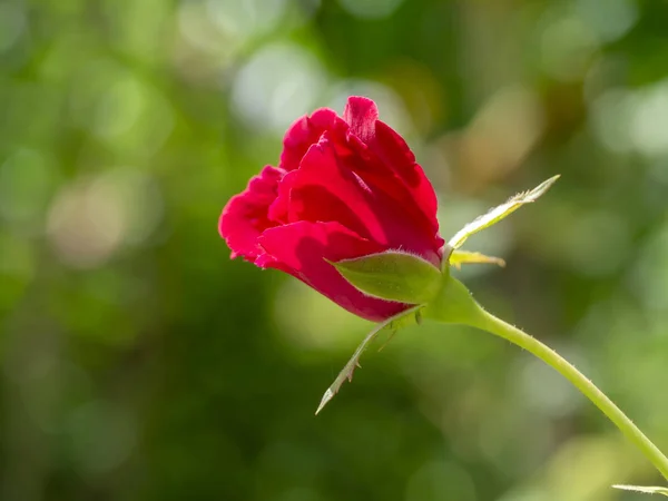 Nahaufnahme rot von floribunda rose flower — Stockfoto