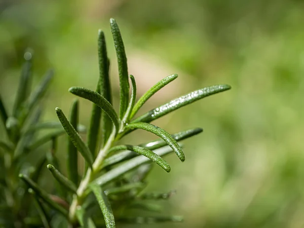 Nahaufnahme einer Rosmarinpflanze mit unscharfem Hintergrund. — Stockfoto