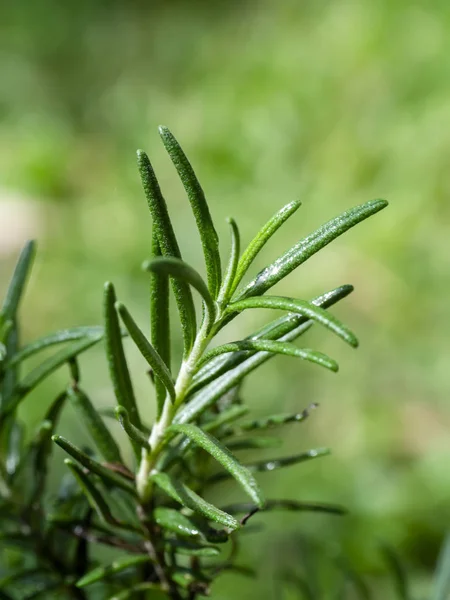 迷迭香植物的特写与模糊背景. — 图库照片