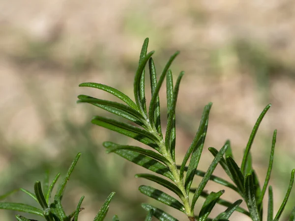 迷迭香植物的特写与模糊背景. — 图库照片