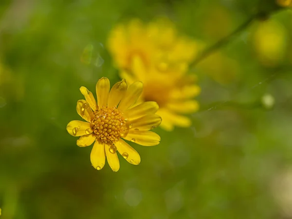 Zbliżenie Dahlberg stokrotka kwiat — Zdjęcie stockowe