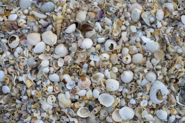 Sahildeki deniz kabuklarını kapatın.