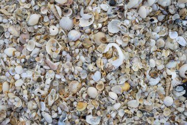 Sahildeki deniz kabuklarını kapatın.