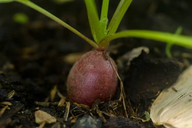 Toprakta Turp bitkileri yakın.