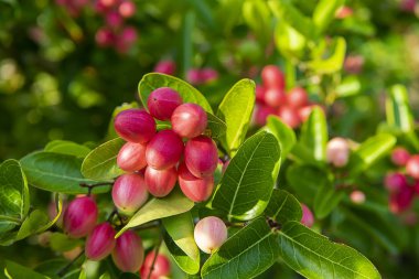 Ağaçta Bengal Kuş Üzümü Yüksek C Vitamini Meyve.