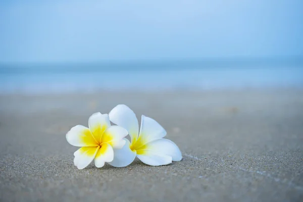Close up yellow and white frangipani flower — Stock Photo, Image