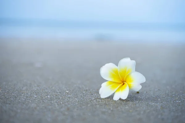 Flor de frangipani amarillo y blanco de cerca —  Fotos de Stock