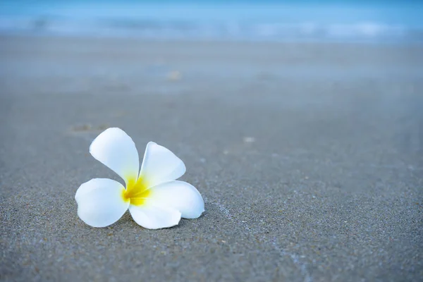 Närbild gul och vit Frangipani blomma — Stockfoto