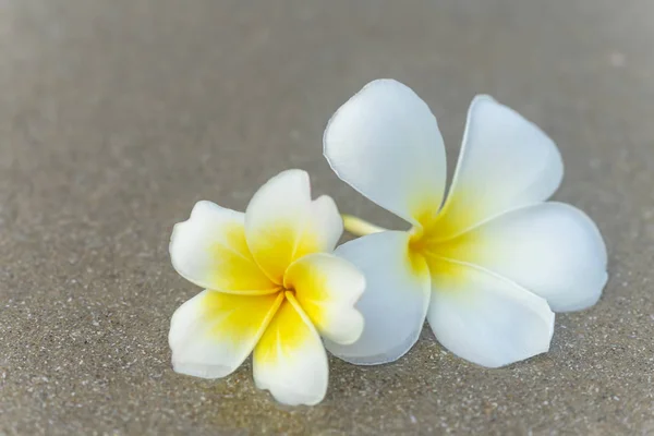 Närbild gul och vit Frangipani blomma — Stockfoto
