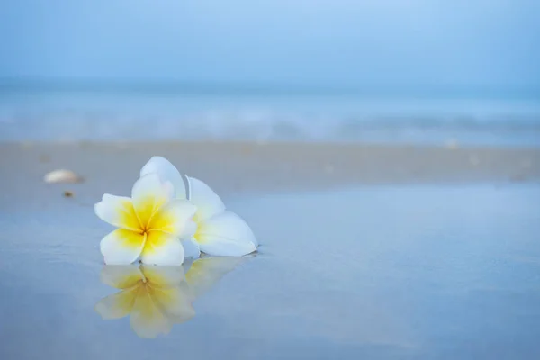 Flor de frangipani amarillo y blanco de cerca — Foto de Stock